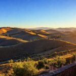 El campo español ofrece vino de calidad
