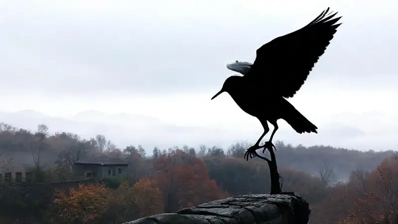 Silueta de pájaro en Ourense brumosa