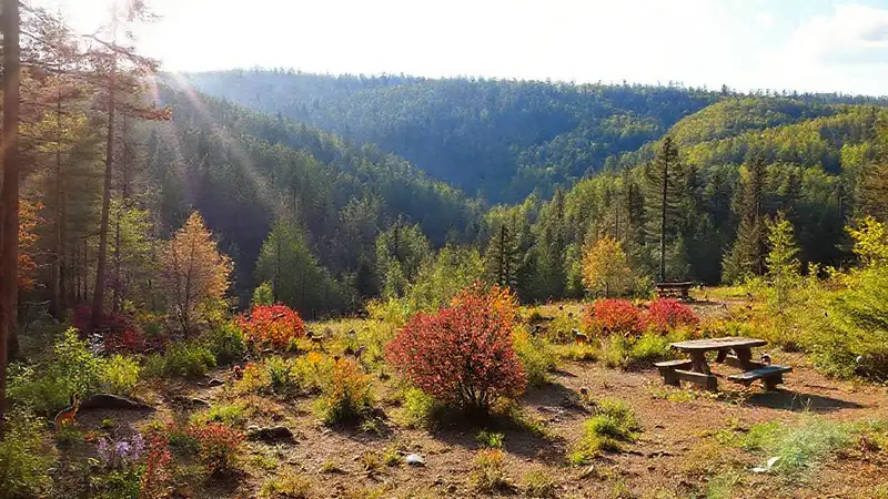 Un paisaje forestal vibrante y sereno
