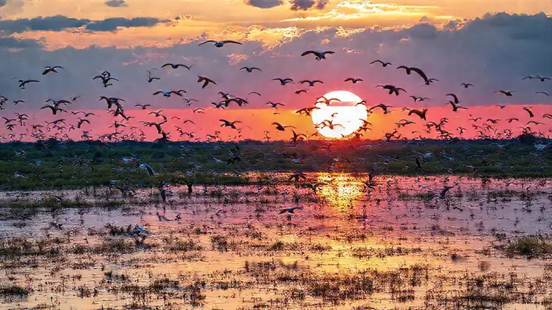 Aves migratorias en amanecer pantanoso