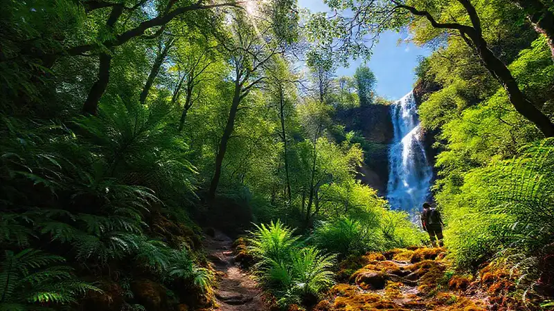 Bosque exuberante ofrece paz y belleza