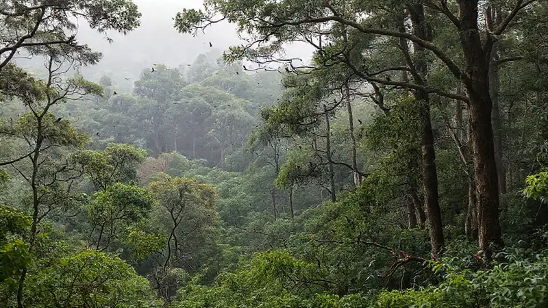 Ourense: bosque lluvioso, observación atmosférica y diversa