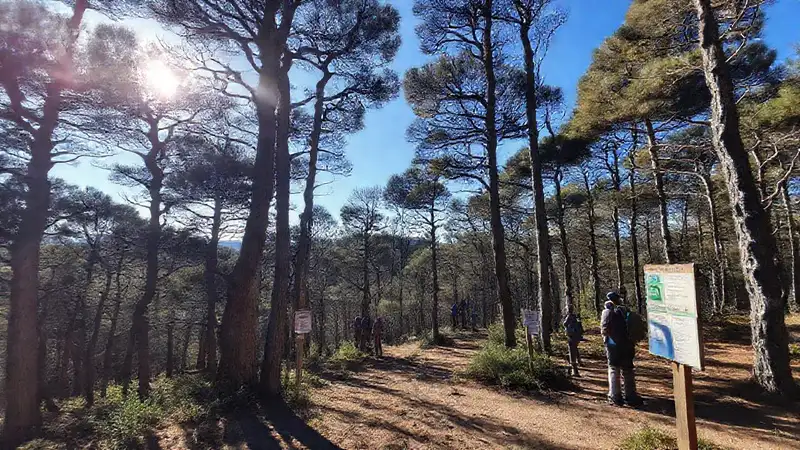 Bosque sereno invita a la naturaleza respetuosa