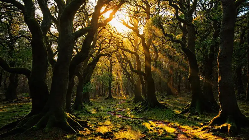 Un paisaje portugués de bosque sereno