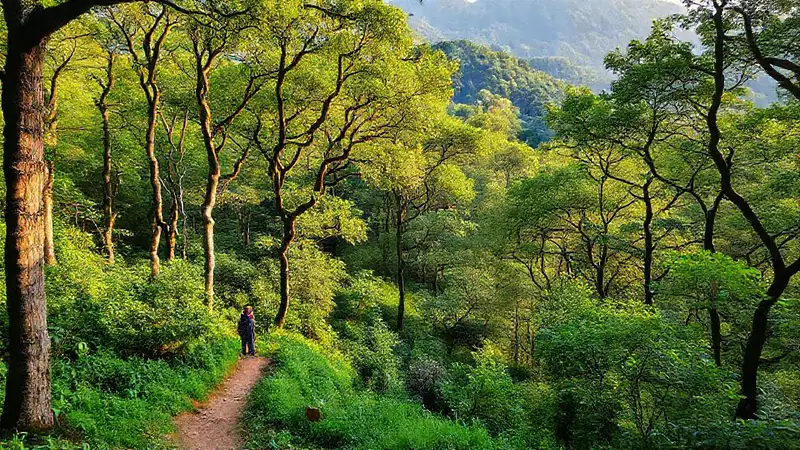Un viajero descubre un paisaje boscoso encantador