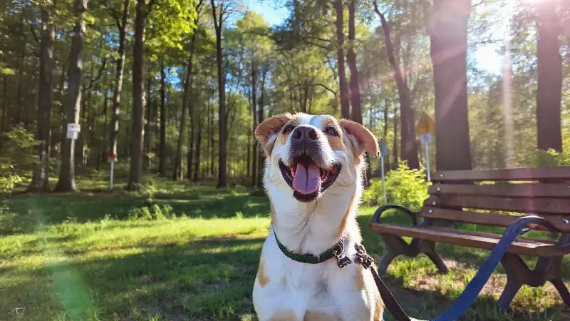 Un perro feliz disfruta del parque