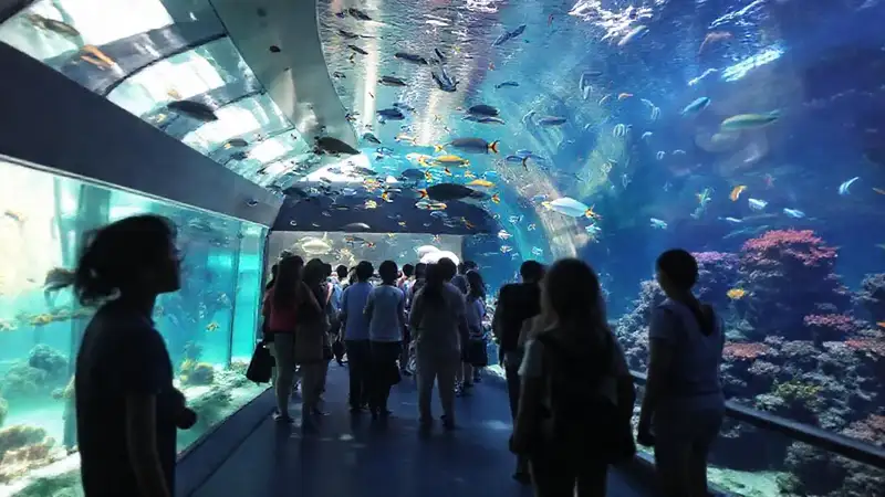 Un acuario tranquilo y colorido atrae visitantes