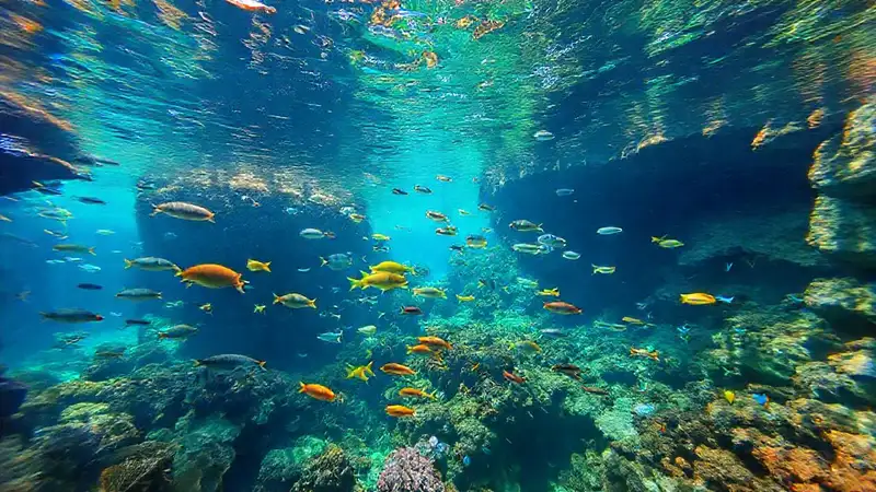 Un acuario submarino educativo y colorido